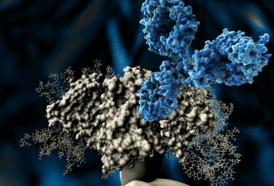 This new finding gives hope for the development of effective dengue treatments, researchers said