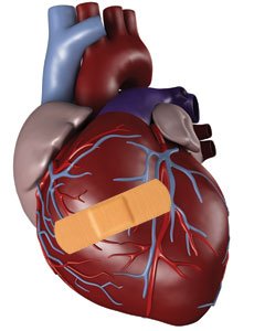 Heart of the matter: Stem cells can cure cardiac scars
