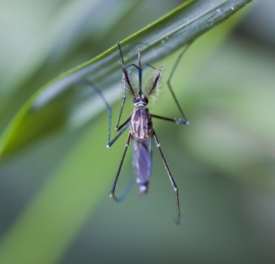 Malaria is caused by Plasmodium falciparum (Pf), a parasite that is transmitted through mosquito bites