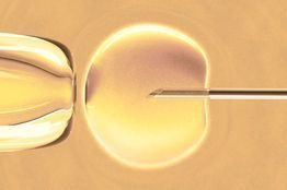 Singapore scientists engineer human stem cells
