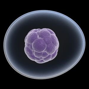 The findings indicate the possibility of using iPS cells to create a supply of cells for use in renal regenerative medicine